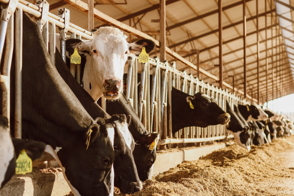 How We Feed Our Herd at Volleman’s!