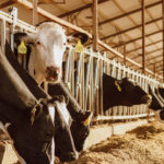 How We Feed Our Herd at Volleman’s!