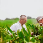 Field Update: Cornfields Whisper of a Promising Harvest